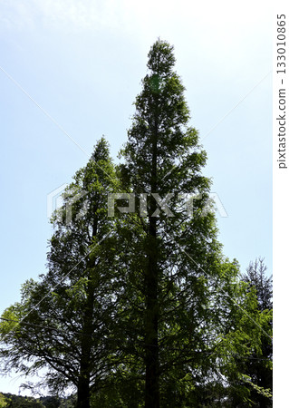 Kobe Rokko Mountain Ranch Trees 133010865