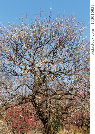 Red and white plums in full bloom in the plum garden Red and white plums in full bloom in the plum garden 133010922