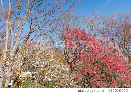 Red plum blossoms shining against the blue sky 133010923