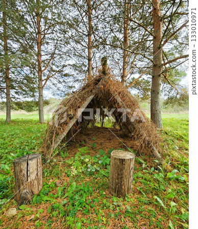 Forest shelter made of branches and needles two stumps at entrance natural hide vertical frame 133010971