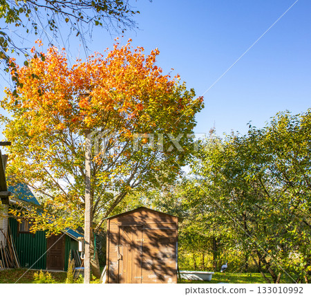 Autumn garden with tree and wooden shed, golden foliage under clear blue sky 133010992