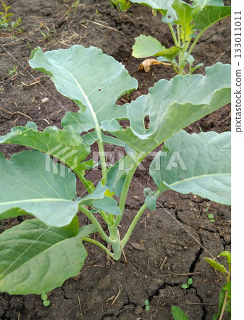 Vertical close up of a young cabbage plant on a garden bed leaves 133011011