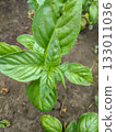 Basil seedling on garden bed close up fresh green leaves 133011036
