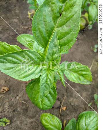 Basil seedling on garden bed close up fresh green leaves Basil seedling on garden bed close up fresh green leaves 133011036