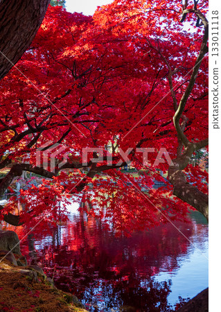 Autumn leaves at Morioka City Central Community Center 133011118