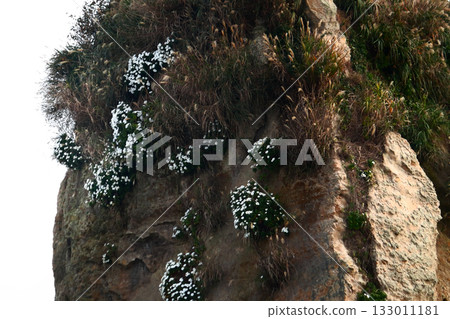 Romantic Ibaraki (After surviving the earthquake and tsunami, beach chrysanthemums have blossomed on the exposed rock face, facing adversity.) "Futatsujima" in Kitaibaraki City 133011181