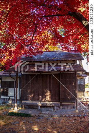 Autumn leaves at Morioka City Central Community Center 133011220
