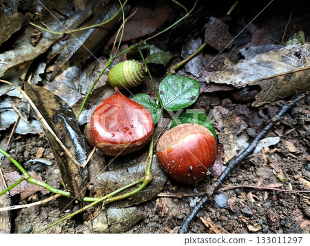 Small chestnuts rolling on the ground 133011297