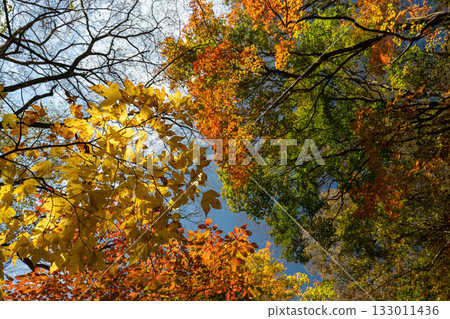 熊本的秋葉勝地,楓葉美麗 熊本的秋葉勝地,楓葉美麗 133011436