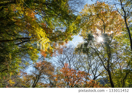 熊本的秋葉勝地,楓葉美麗 熊本的秋葉勝地,楓葉美麗 133011452