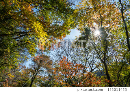 熊本的秋葉勝地，楓葉美麗 133011453