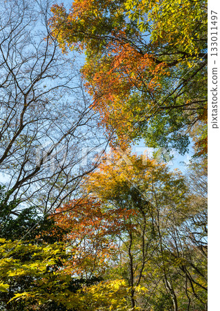 Kumamoto's beautiful autumn foliage spots Kumamoto's beautiful autumn foliage spots 133011497