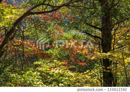 Kumamoto's beautiful autumn foliage spots 133011592