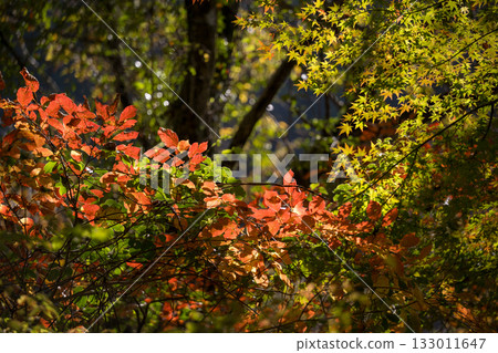 Kumamoto's beautiful autumn foliage spots Kumamoto's beautiful autumn foliage spots 133011647