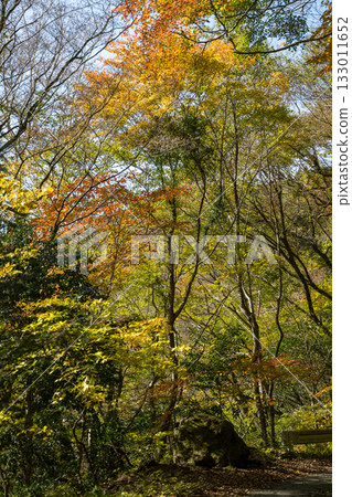 Kumamoto's beautiful autumn foliage spots Kumamoto's beautiful autumn foliage spots 133011652
