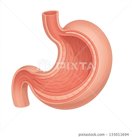 Cross-sectional diagram of the internal structure of the stomach, medical education illustration showing the cross-sectional structure of the stomach, explaining how the stomach works 133011694