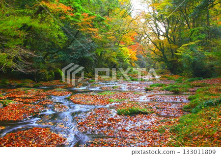 Kikuchi Valley in autumn (Kikuchi City, Kumamoto Prefecture) 133011809