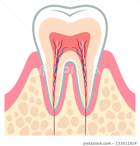 健康牙齒的橫切面 牙齒的內部結構 133011924