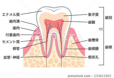 Cross-section of a healthy tooth Internal structure of a tooth Cross-section of a healthy tooth Internal structure of a tooth 133011925