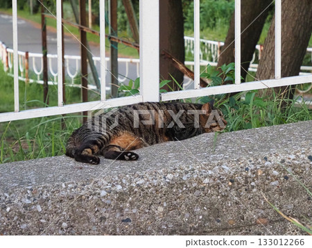 Cat sleeping on the stairs 133012266