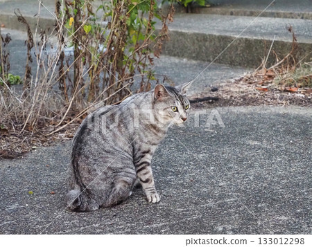 A cat I saw on the roadside 133012298