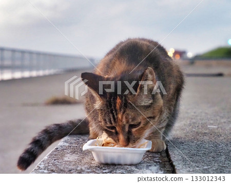 Cat eating rice Cat eating rice 133012343