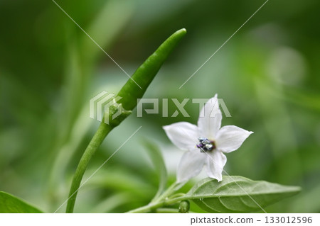 辣椒花和果實 133012596