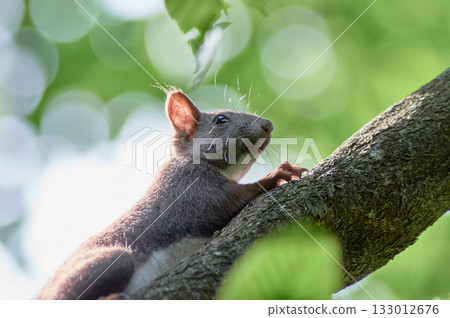 蝦夷松鼠夏天 133012676