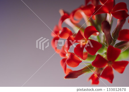 紅色Karancoe 紅色Karancoe 133012678