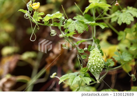 苦瓜的果實 133012689