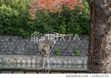 A grey heron standing on a fence along the Lake Biwa Canal, Kyoto City A grey heron standing on a fence along the Lake Biwa Canal, Kyoto City 133012719