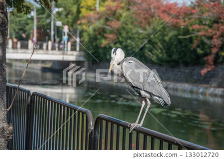 A grey heron standing on a fence along the Lake Biwa Canal, Kyoto City 133012720