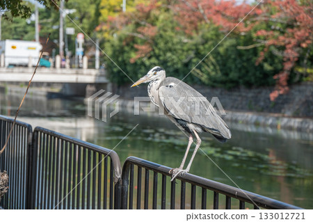 A grey heron standing on a fence along the Lake Biwa Canal, Kyoto City 133012721