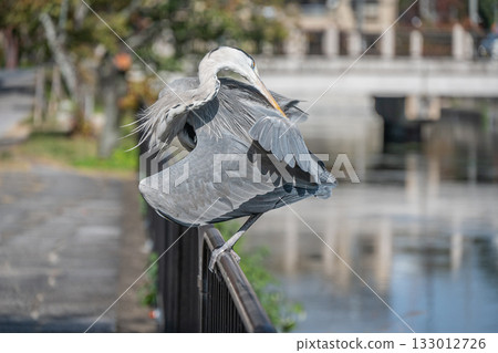 一隻蒼鷺在京都市的柵欄上梳理羽毛 133012726
