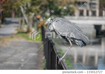 一隻灰鷺站在京都琵琶湖運河邊的柵欄上 133012727