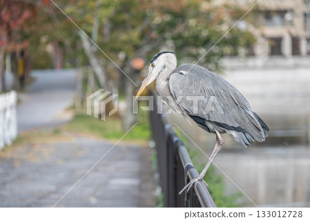 一隻灰鷺站在京都琵琶湖運河邊的柵欄上 一隻灰鷺站在京都琵琶湖運河邊的柵欄上 133012728