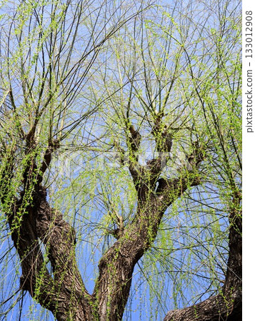 Spring buds of weeping willows and blue sky Spring buds of weeping willows and blue sky 133012908
