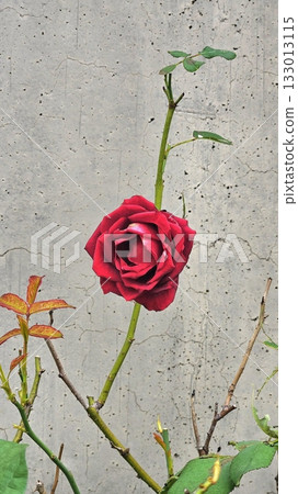 Beautiful, vibrant roses in full bloom, showcasing their rich colors and delicate petals. A timeless symbol of love and beauty, perfect for any occasion or as a stunning gift. 133013115