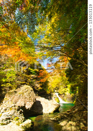 御手洗谷的秋葉 [奈良縣天川村] 133013119