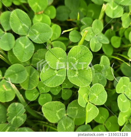 A vibrant green four-leaf clover, symbolizing luck and rare beauty. Perfect for themes of nature, good fortune, or unique finds. A timeless icon of positivity and charm. A vibrant green four-leaf clover, symbolizing luck and rare beauty. Perfect for themes of nature, good fortune, or unique finds. A timeless icon of positivity and charm. 133013128
