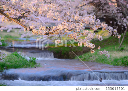 Cherry blossoms along the Kannonji River - Spring scenery Cherry blossoms along the Kannonji River - Spring scenery 133013501