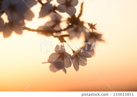 夕陽染紅的櫻花－春日景色 133013851