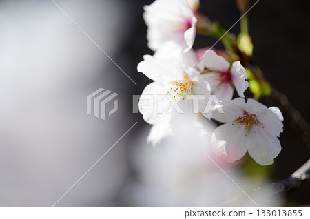 春日陽光下盛開的櫻花,春日美景 春日陽光下盛開的櫻花,春日美景 133013855