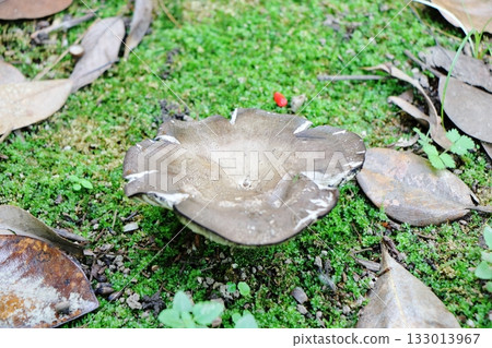 神秘的蘑菇掩映在苔蘚地毯中：森林深處的靜謐生活 133013967