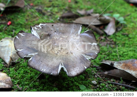 神秘的蘑菇掩映在苔蘚地毯中：森林深處的靜謐生活 133013969