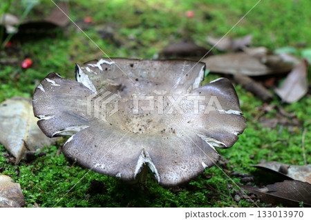 神秘的蘑菇掩映在苔蘚地毯中：森林深處的靜謐生活 133013970