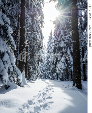 Quiet coniferous forest landscape covered with snow 133015012