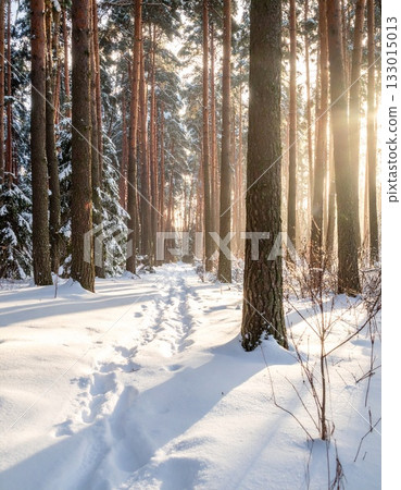 Quiet coniferous forest landscape covered with snow 133015013