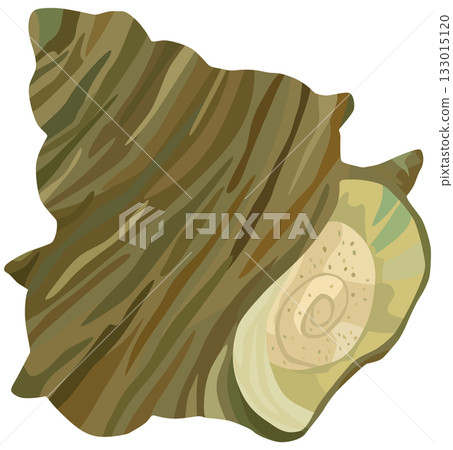 Turban shell illustration seafood vector material Turban shell illustration seafood vector material 133015120