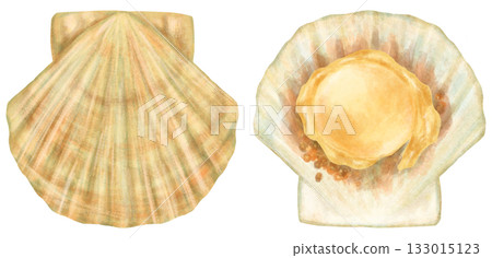 扇貝插圖，貝殼的開合 133015123